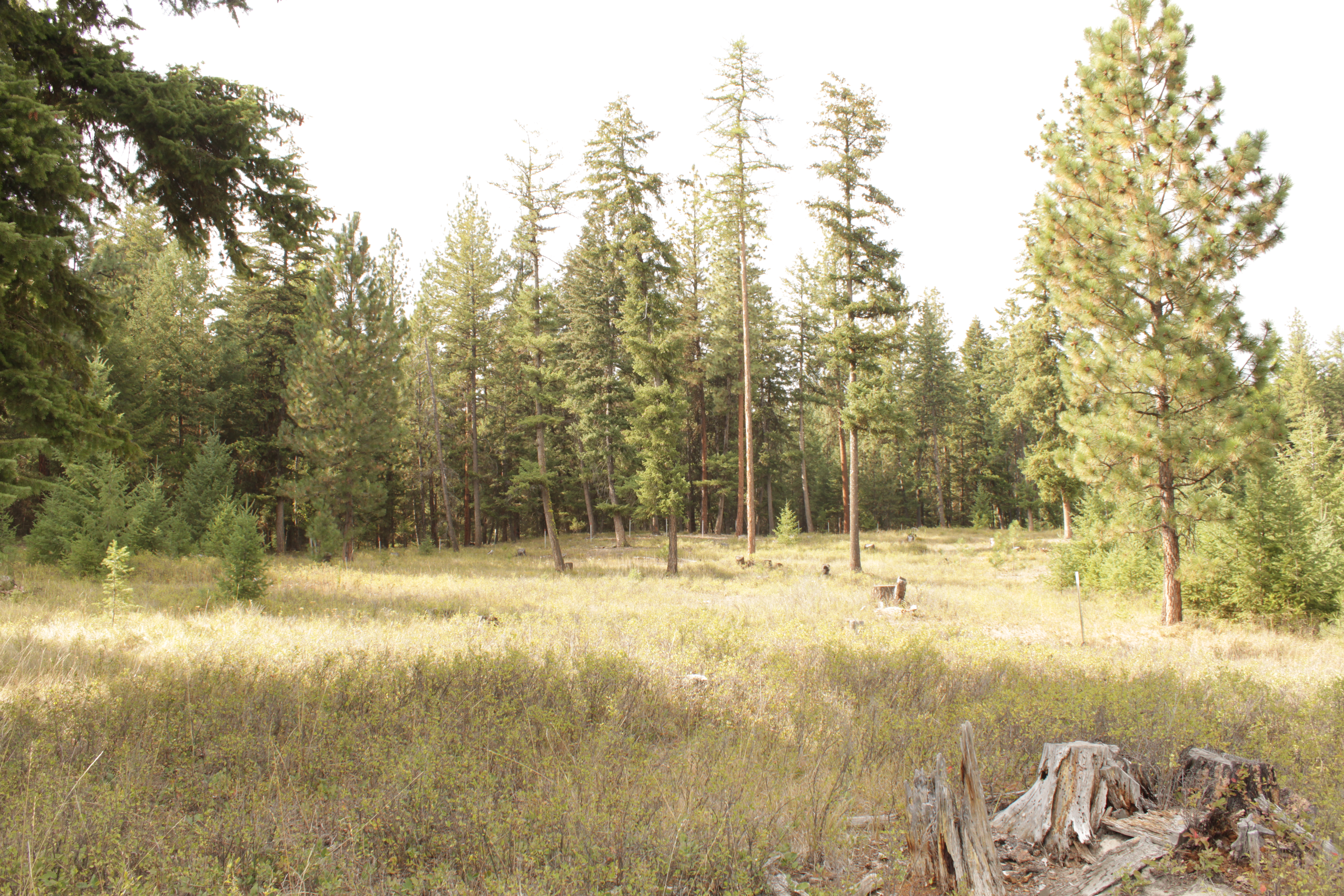 PRIVATE MONTANA 2 ac Parcel, trees & meadow, close to Public Land: 2 Ac. MT Private Lot, Great Hunting/Fishing/Recreation Area